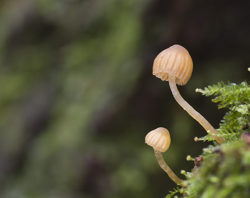 Galerina hypnorum